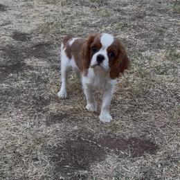 Puppy - Blenheim female Cavalier King Charles Spaniel puppy in Roseville, California from Lipscomb Doodles