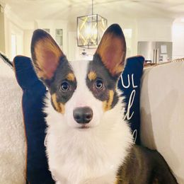 Cheddar - Pembroke Welsh Corgi