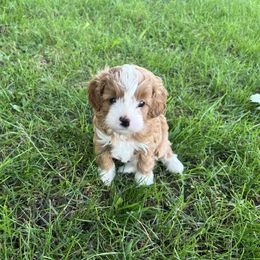 Kay - Apricot female Cavapoo puppy in Osseo, Michigan from Smiths Fluffy butts