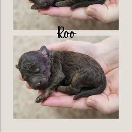 Roo - Chocolate male Cavapoo puppy in Newdale, Idaho from Canyon Creek Puppies