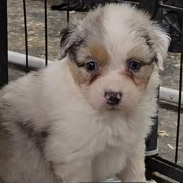 Ivy - Blue merle female Australian Shepherd puppy in Divide, Colorado from Outlaw Farm and Kennel