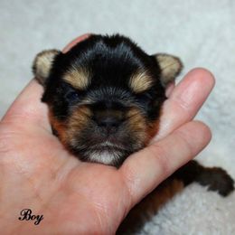 Yorkshire Terrier Puppies from Tiffany’s Colorful Yorkies