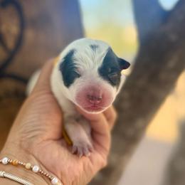 Betsy - Blue speckled female Australian Cattle Dog puppy in Sahuarita, Arizona from A2 Australian Cattle Dogs