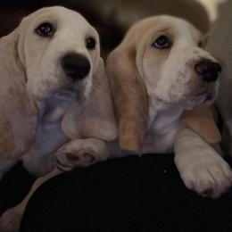 Basset Hound Puppies from Deez Bassets