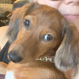 Misha - Dachshund