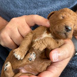 Male Orange Collar(Tank) - Red  male Goldendoodle puppy in Cape Coral, Florida from GoldenDoodles Cape Coral