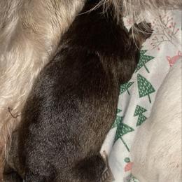 Liver boy - red - Liver male Miniature Schnauzer puppy in Lehigh Acres, Florida from Regency Schnauzer