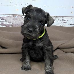 Gus - Salt and pepper male Miniature Schnauzer puppy in Coarsegold, California from Halo Schnauzer