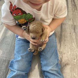 Chester - Apricot male Goldendoodle puppy in Brookings, South Dakota from Hofer Pups