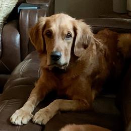Golden Retriever All Grown Up from Weaver Dairy Goldens