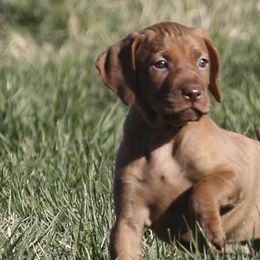 German Shorthaired Pointers and Vizslas from Big Country Kennels