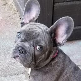 French Bulldogs from Blue Cedar Kennels