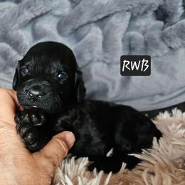 Girl 4 - Red  female Goldendoodle puppy in Stevens Point, Wisconsin from Dogs of Dewey Acres