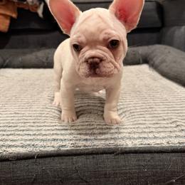 French Bulldog Puppies from Royal velvet frenchies