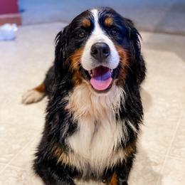 INDY - Bernese Mountain Dog