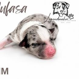 Zazu - Blue merle male Miniature American Shepherd puppy in Leitchfield, Kentucky from Legendmaker MAS