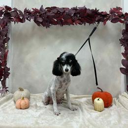 Luci - Parti female Poodle puppy in Winter Haven, Florida from Herdez’s Poodles
