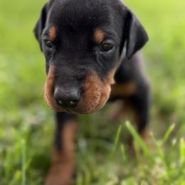 Dior - Black and rust female Doberman Pinscher puppy in Winchester, Ohio from 32 Farms
