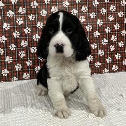 Charlie - Black and white male English Springer Spaniel puppy in Casnovia, Michigan from DESK Springer Spaniels