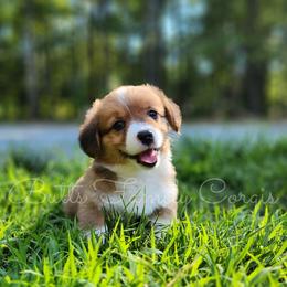 Tom Collins - Red American Corgi puppy in Cameron, North Carolina from Butts Family Corgis