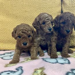 Cavapoo Puppies from Jorden’s Cavapoo’s