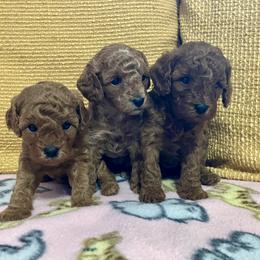 Cavapoo Puppies from Jorden’s Cavapoo’s
