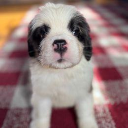Dark Pink Collar - Brown and white female Saint Bernard puppy in New York from Johnson Farms