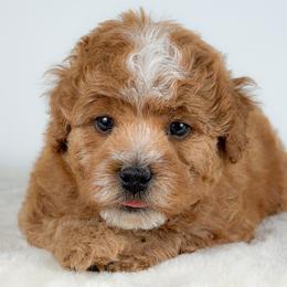 Blaze - Red and white male Cockapoo puppy in Pledger, Texas from Sugarbear Cockapoos
