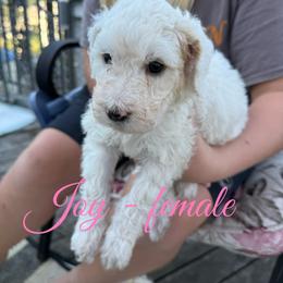 Bernedoodle Puppies from Pine Street doodles