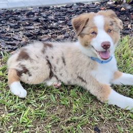 Thunder - Red merle male Australian Shepherd puppy in Oxford, Florida from SoCo Aussies