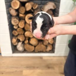 Sully - Black and white male Border Collie puppy in Taylor, Arizona from Vowell Farm Border Collies