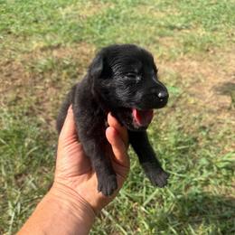 Lime Green Black Male - Black male German Shepherd puppy in Milan, Illinois from Stonewick German Shepherds