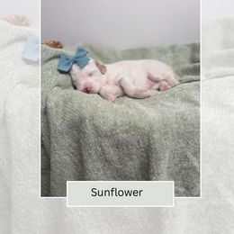 Sunflower - Parti female Goldendoodle puppy in Las Vegas, Nevada from Bridges Goldendoodles