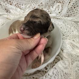 Peaches - Merle female Labradoodle puppy in Candler, North Carolina from Maple Bakin’ Doodles