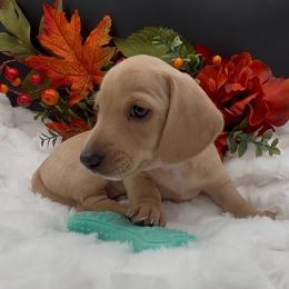 Cheree - Cream female Dachshund puppy in Woodland, California from Long Little Doggies