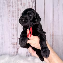 Onyx - Black male Goldendoodle puppy in Miami, Florida from Jade’s Paws & Co. Of Miami LLC