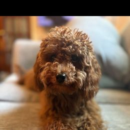 Cavapoo and Goldendoodle All Grown Up from Lulu’s Doodles