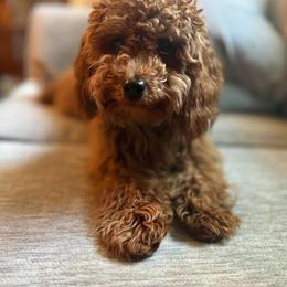 Cavapoo and Goldendoodle All Grown Up from Lulu’s Doodles