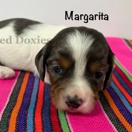 Margarita - Dapple female Dachshund puppy in Havana, Florida from Dotted Doxies