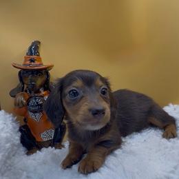 Girl 1 - Gray (blue) and tan female Dachshund puppy in Bakersfield, California from KC Doxies