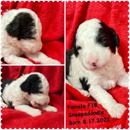 Poodle and Sheepadoodle Puppies from Kitandkboodle's Doodles