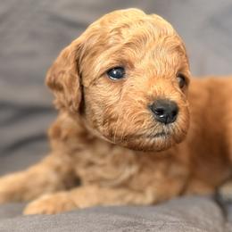 Nemo - Red  male Goldendoodle puppy in Tucson, Arizona from JER Doodles