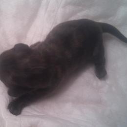 Stella - Black and cream female Dachshund puppy in Summerfield, Florida from D & B Ranchette