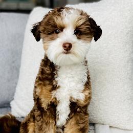 Bowser - Bernedoodle