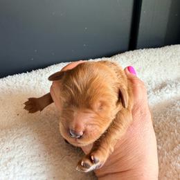 Black collar - Red  male Goldendoodle puppy in Homer, Georgia from Creekside Kennels