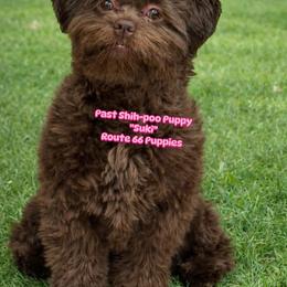 Bernedoodle, Bernese Mountain Dog, Goldendoodle, and Shihpoo Puppies from Route 66 Poodles & Doodles, Sapphire Shih-tzu's of Ohio