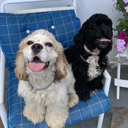 Cocker Spaniels from Trinity’s Cockers