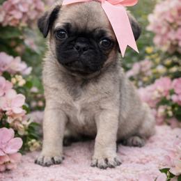 Kim - Fawn female Pug puppy in Yellville, Arkansas from Ozark Mountain Doodles & Pugs