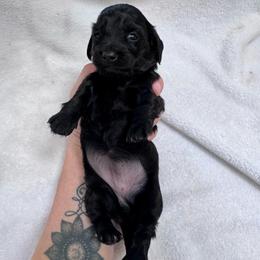 Nox - Black female Dachshund puppy in Corinth, Texas from Sarah’s Dachshies