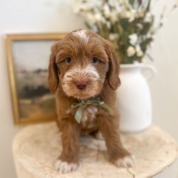 Prince Eric - Caramel red male Australian Labradoodle puppy in Palmdale, California from Pixie Doodle Paws